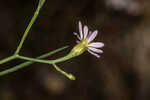 Perennial saltmarsh aster